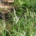 Short Beard Plumegrass